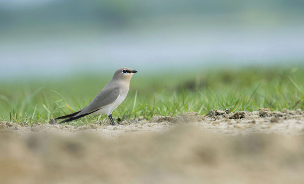 A grey colour small pratincole on a lawn