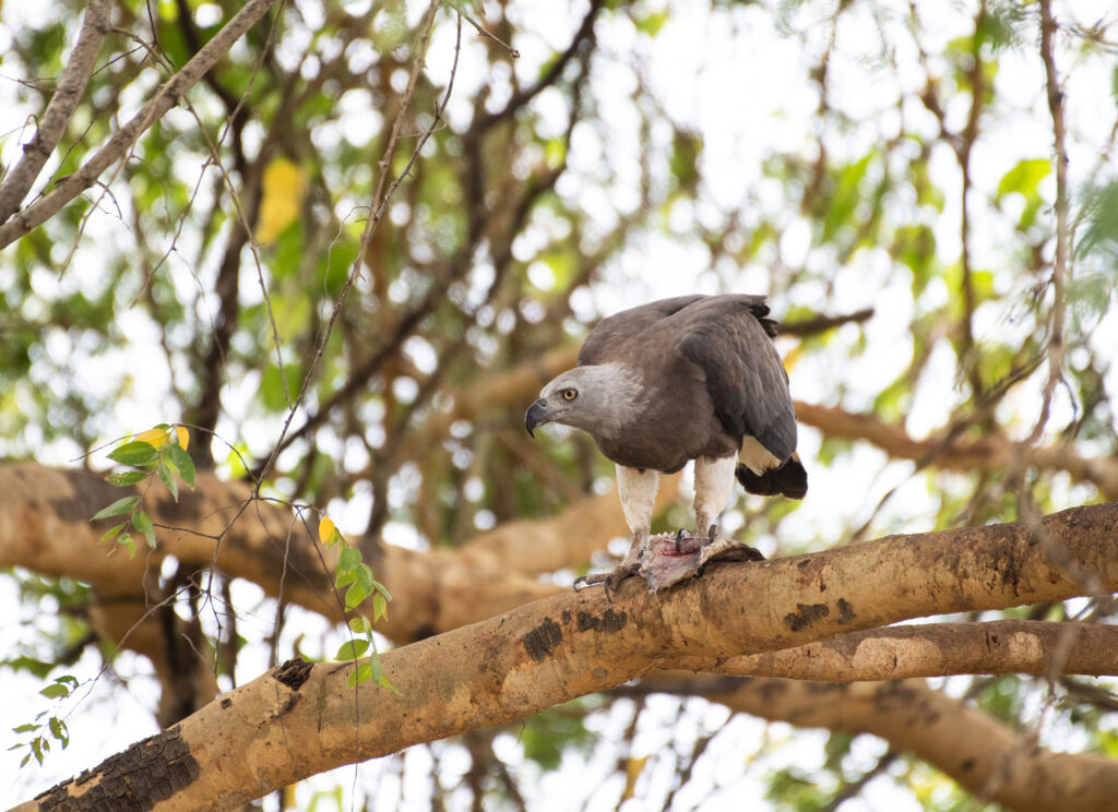 A grey headed fish eagle perched on a branch of a tree