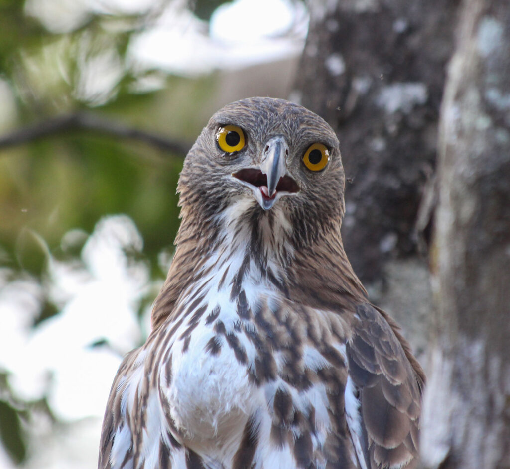 A greyish changeable hawk eagle