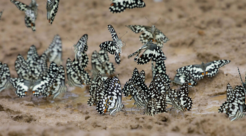 A group of black and white Common lime butterflies at Yala National Park
