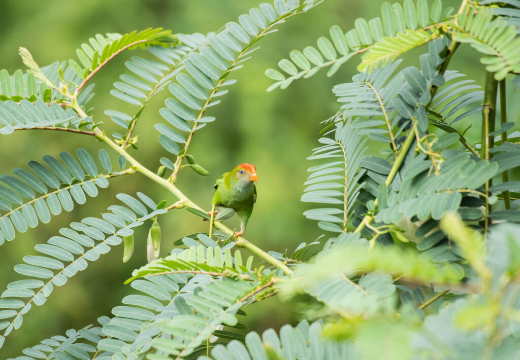 A hanging parrot on a branch with green leaves