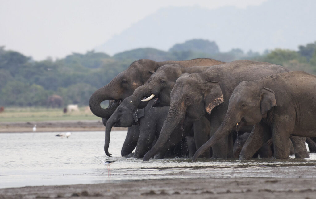 A herd of elephants crossing waters at Kalawewa National Reserve