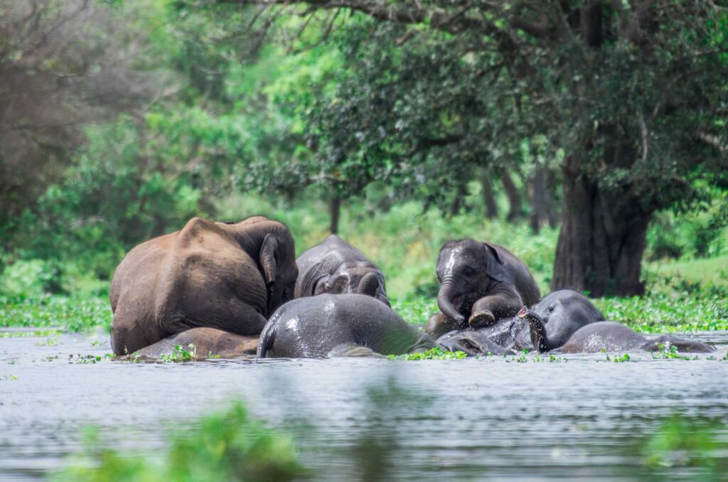 A herd of elephants in a lake