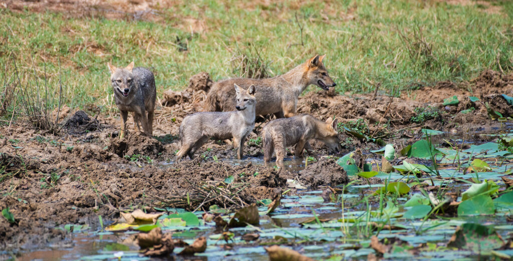 A herd of golden jackals on a muddy shore by a lake