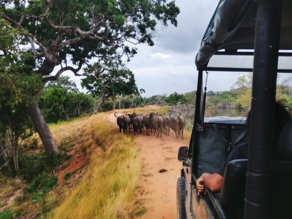 A jeep travelling behind a herd of buffalo on a dusty road