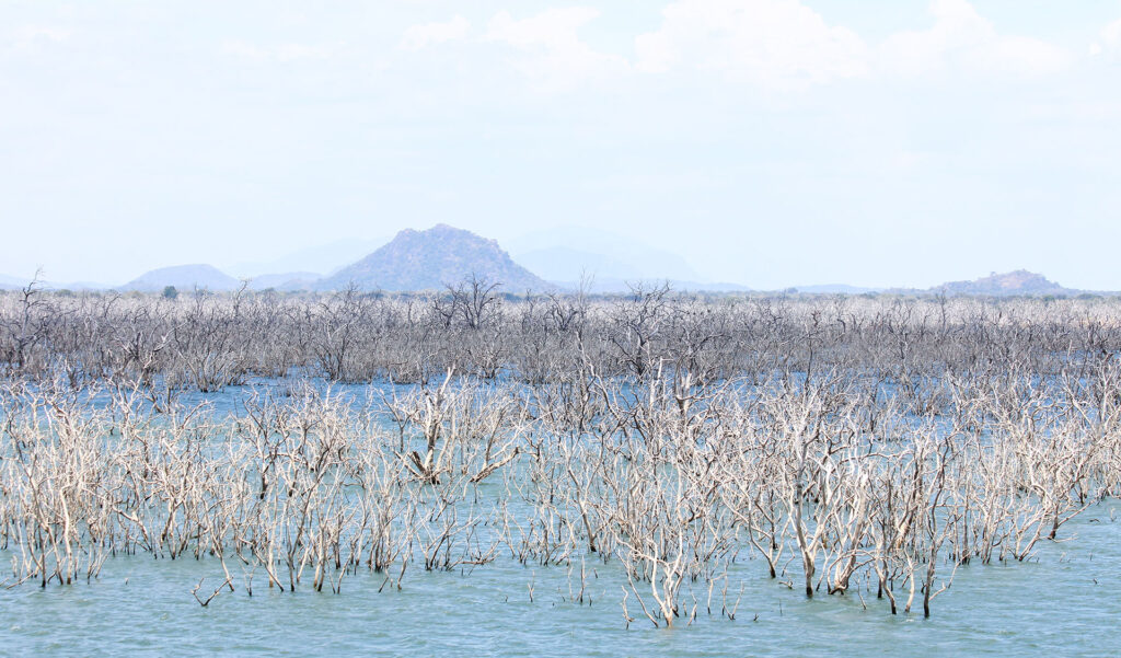 A lake with remains of dead trees, along with a mountainous view in the background