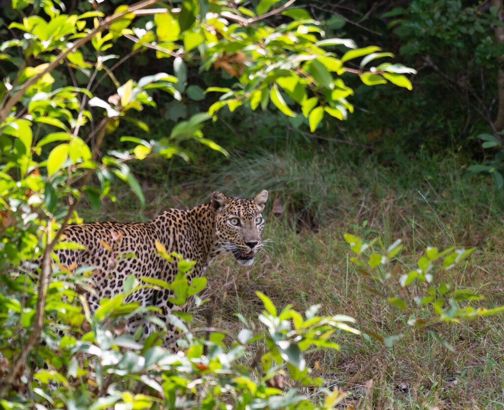 A leopard amidst the greenery