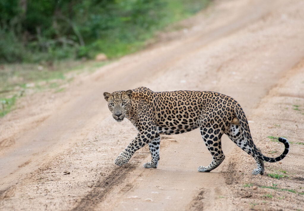 A leopard crossing a dusty road