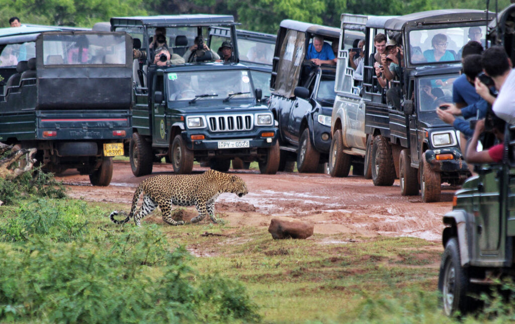 A leopard crossing a mud road, and people in safari jeeps looking at the sight