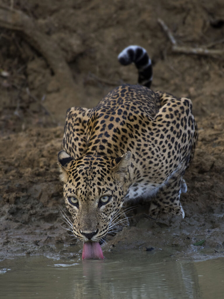 A leopard drinking water from a stream