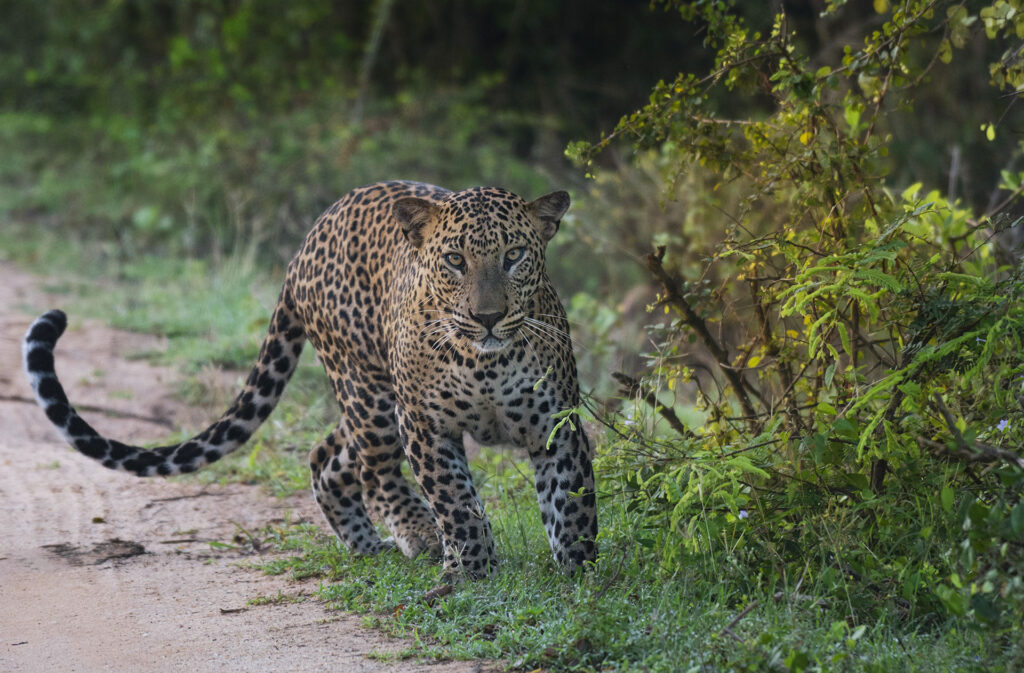 A leopard in the greenery