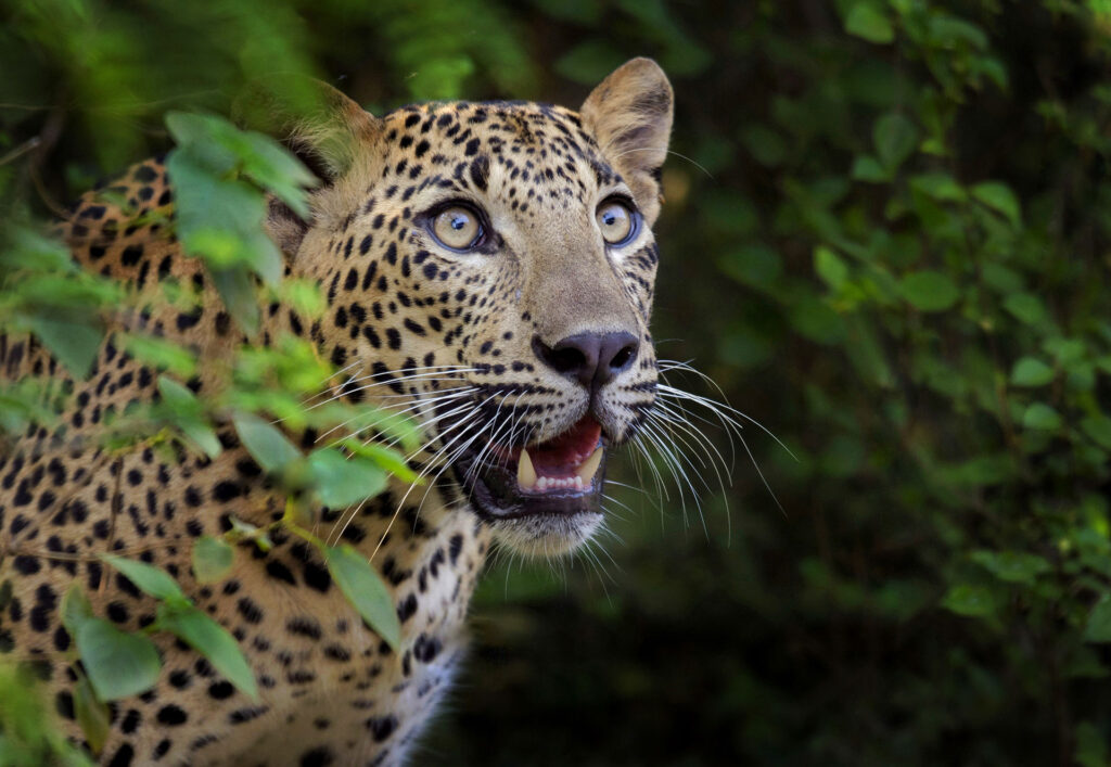 A leopard in the wild displaying its sharp teeth