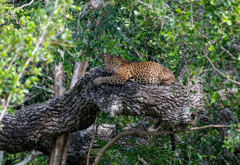 Yala National Park, A Wildlife Sanctuary and a Biodiversity Hotspot