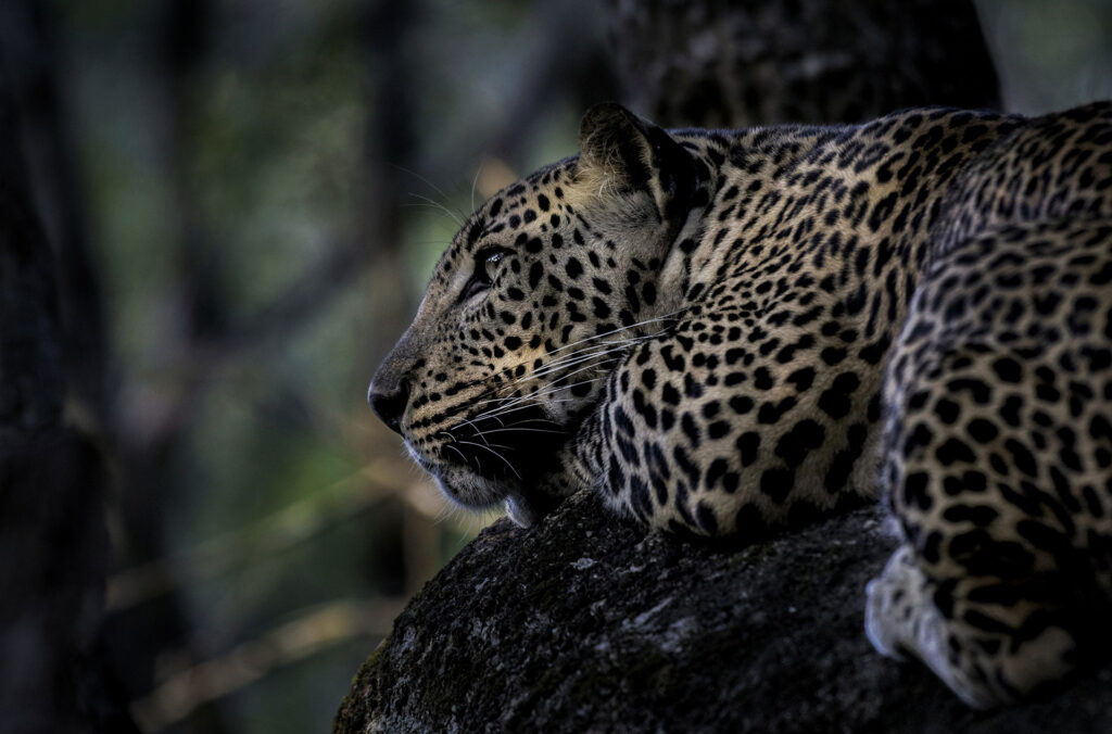 A leopard resting on a branch of a tree