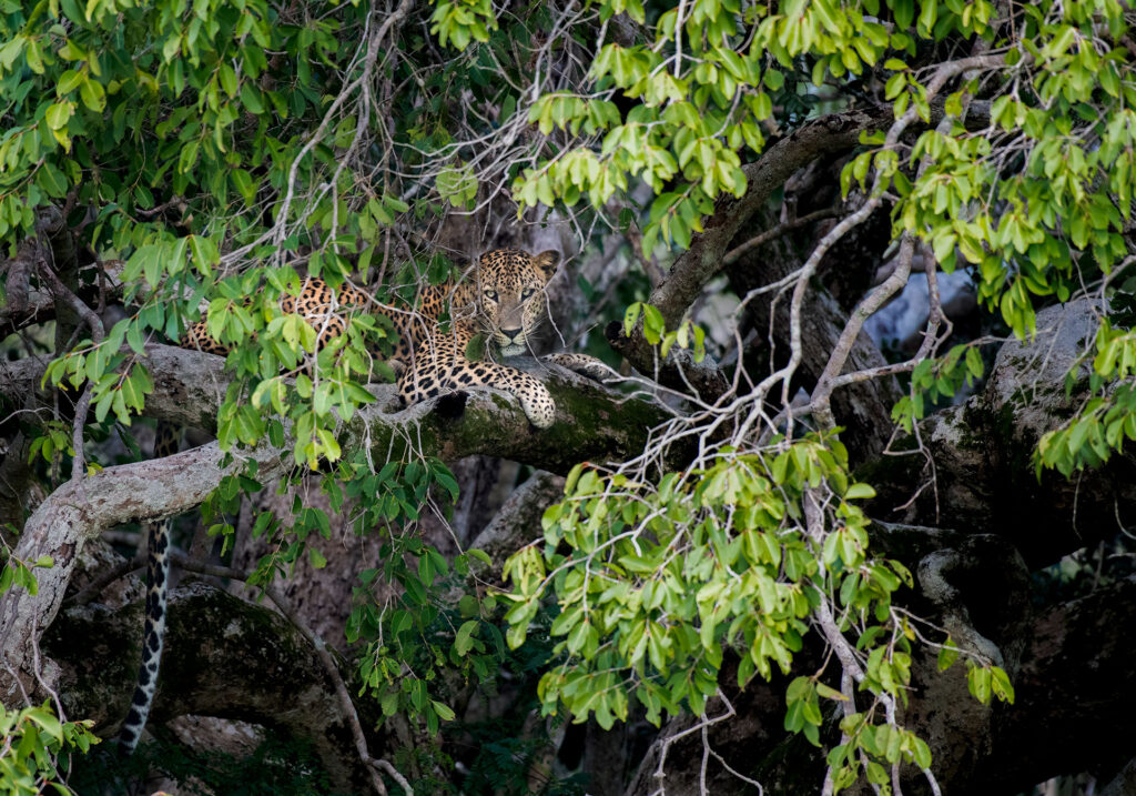 A leopard resting on a branch of a tree amidst the greenery