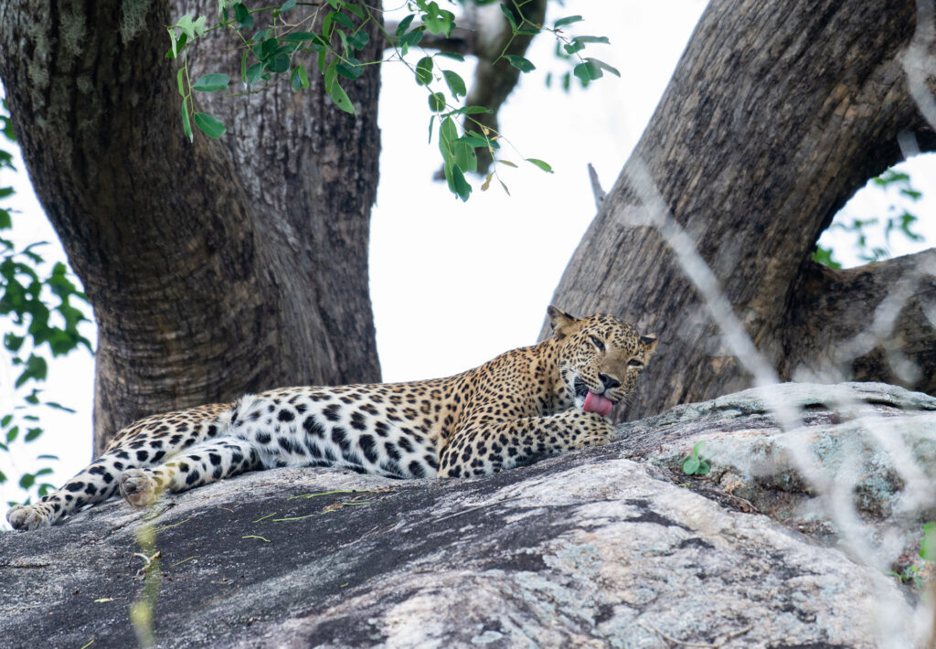 A leopard resting on a rocky terrain by a tree