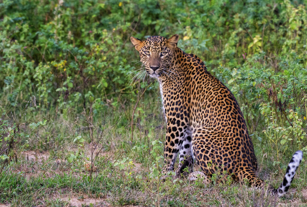 A leopard seated in a verdant surrounding