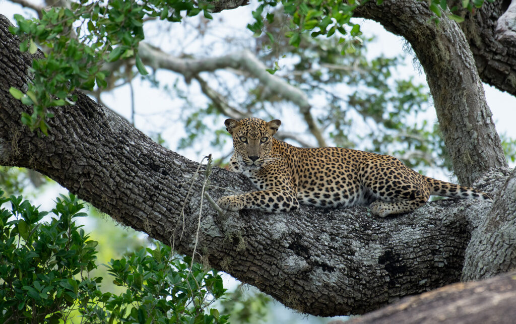 A leopard sitting on a branch of a tree at Yala National Park
