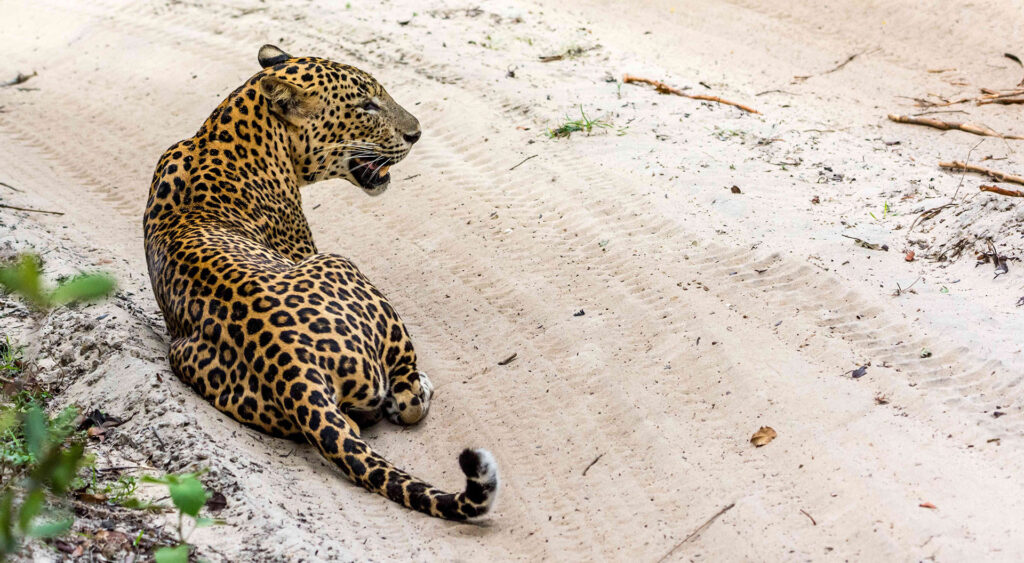 A leopard sitting on a dusty road