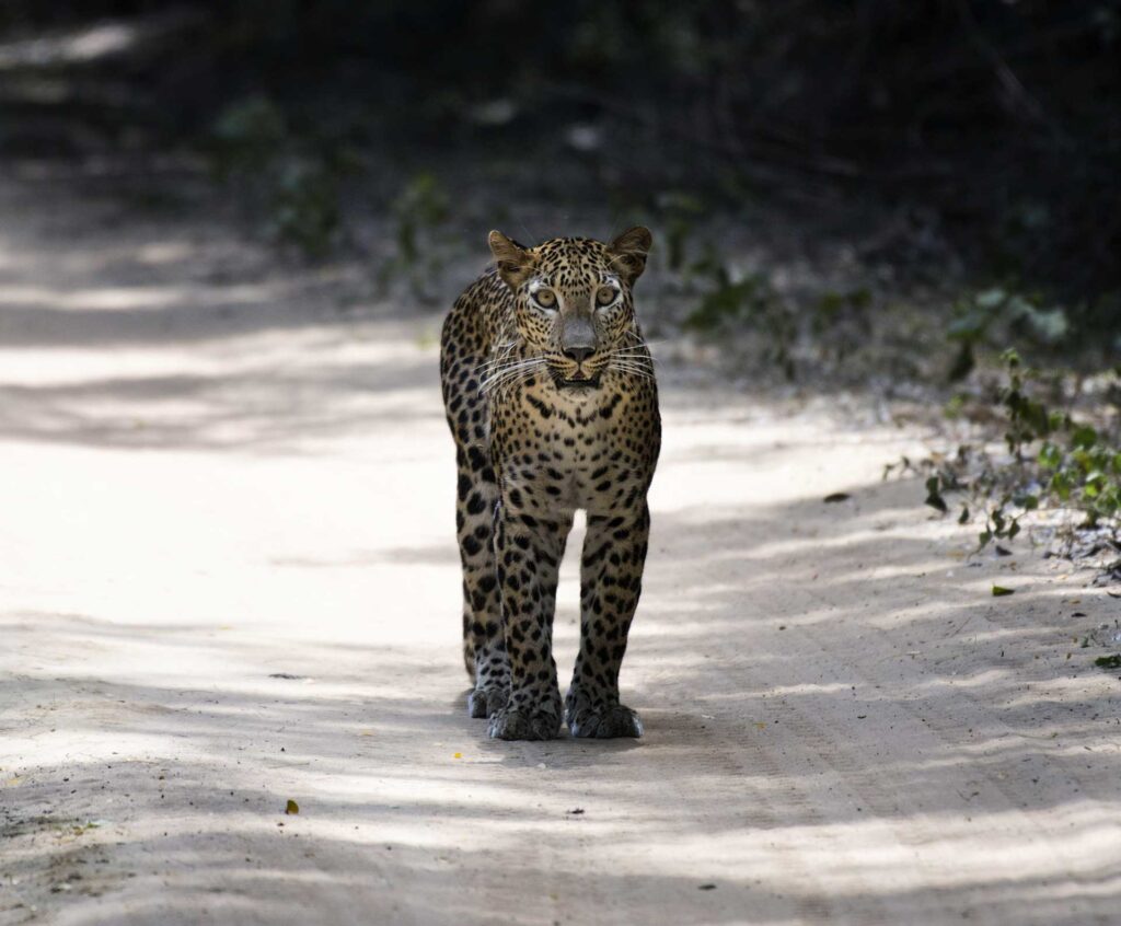 A leopard walking on a dusty road