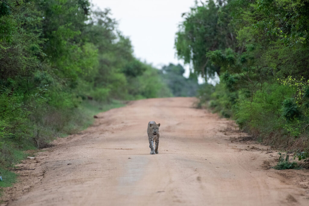 A leopard walking on a dusty road, by trees