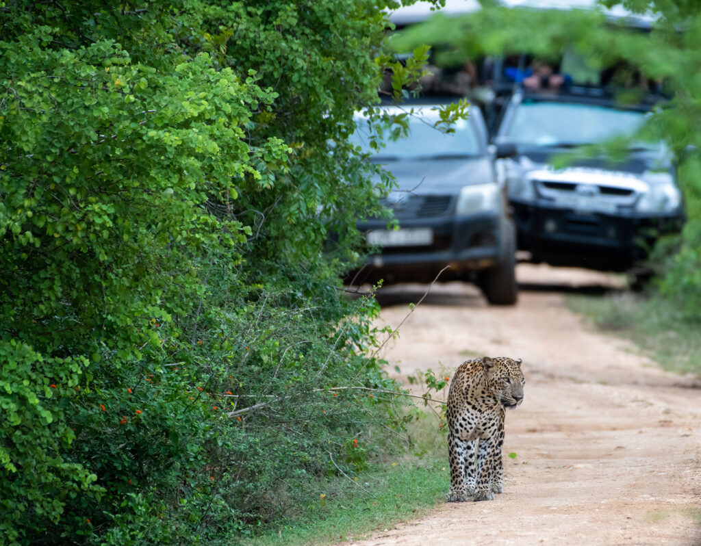 A leopard walking on a dusty road, by trees, and two black vehicles stopped behind it on that road