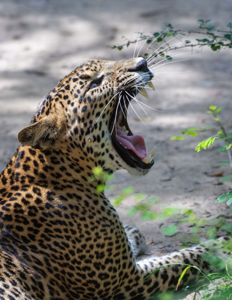 A leopard yawning