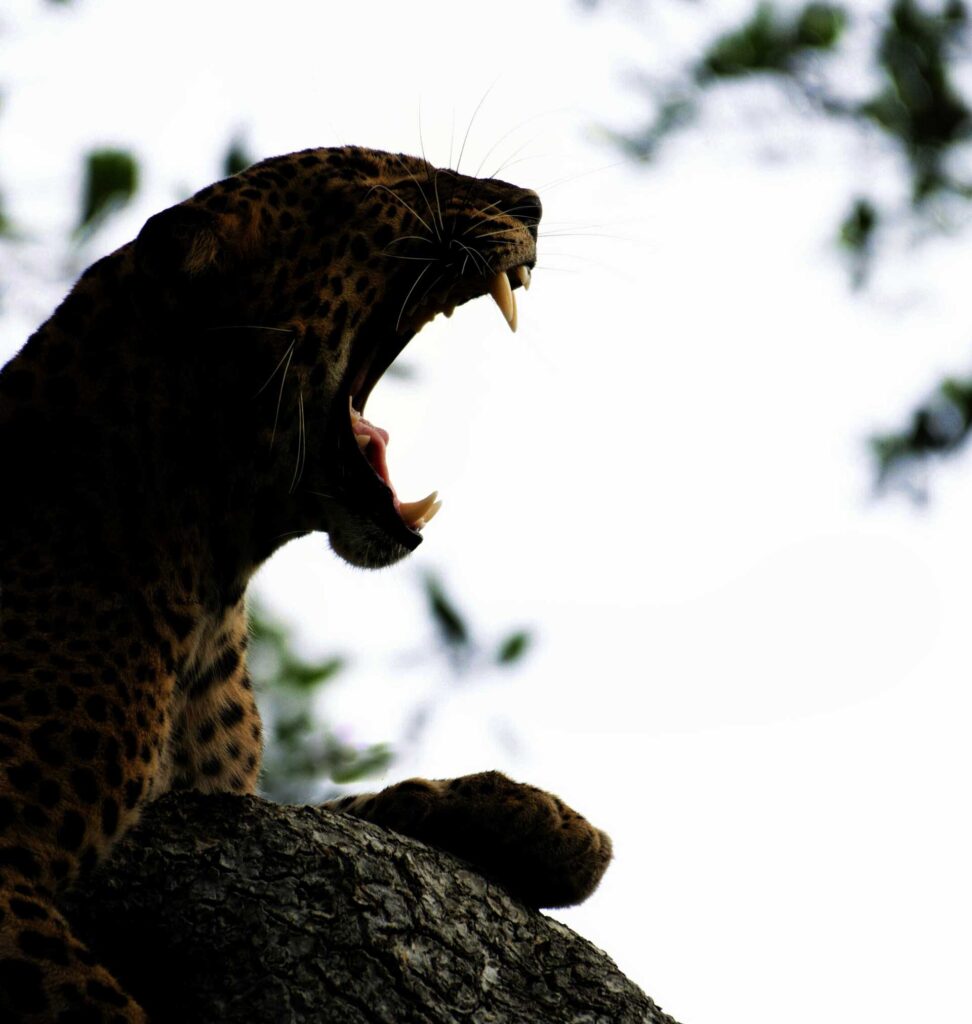 A leopard yawning displaying its sharp teeth