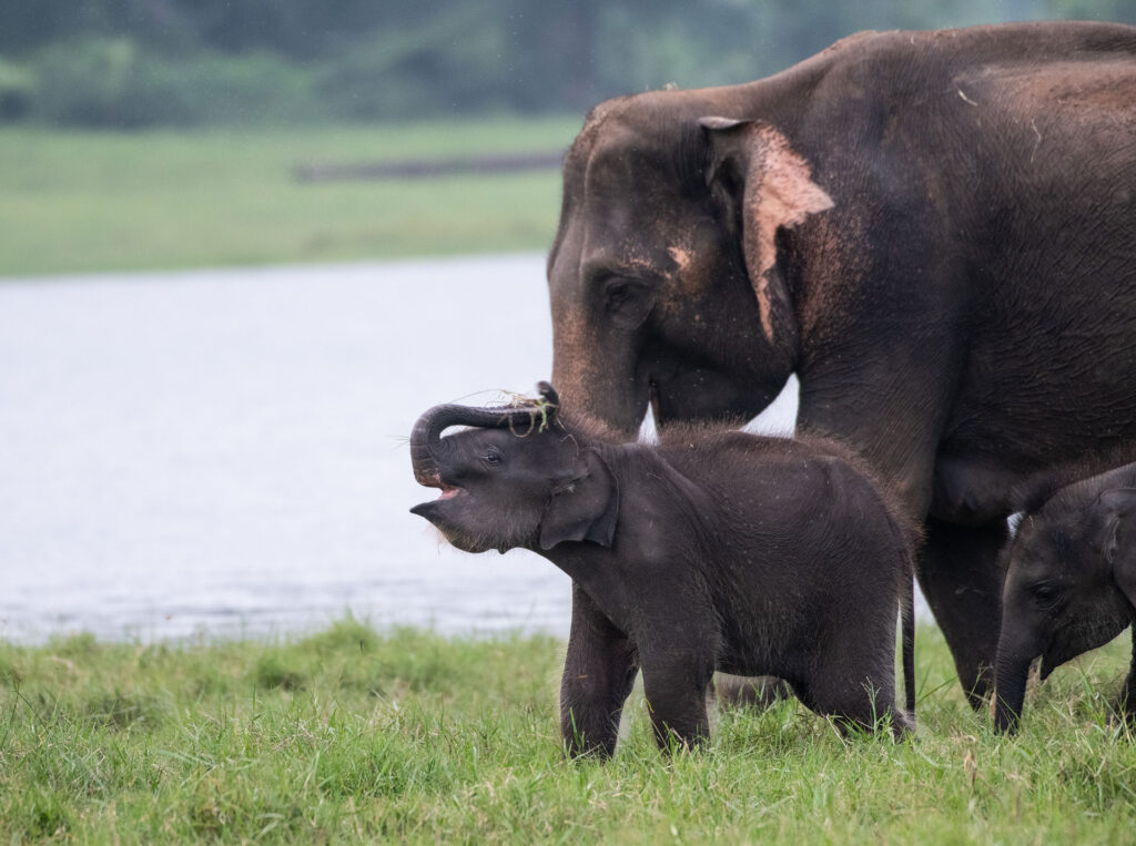 A mother elephant and two baby elephants by a lake near a lawn