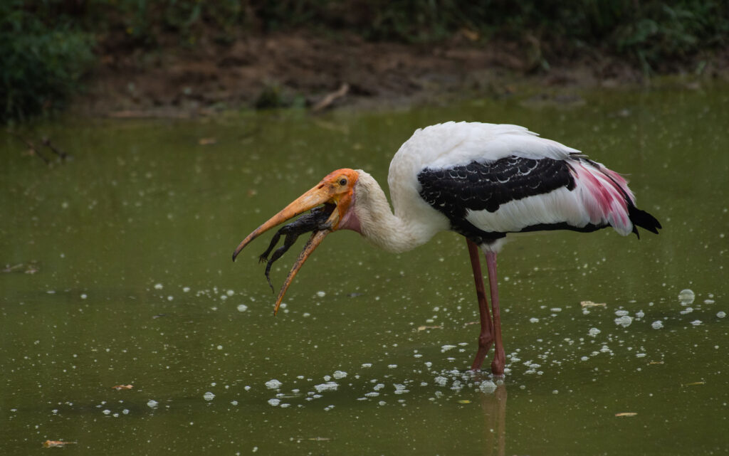 A painted stork in a stream with a toad in its beak