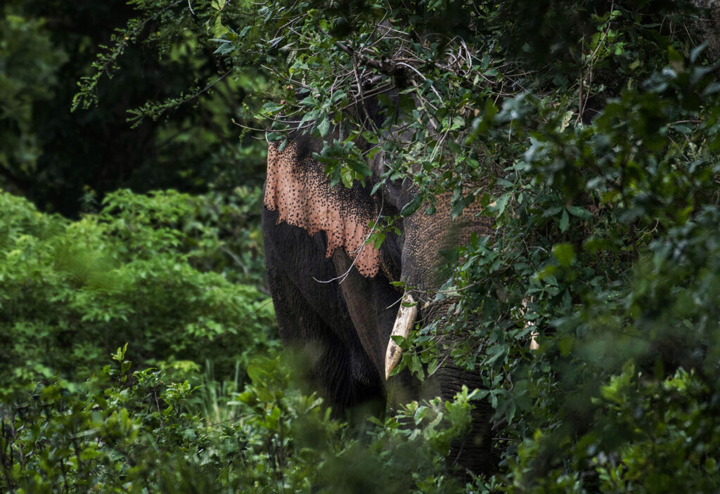 A part of a tusker hiding among trees in the wild