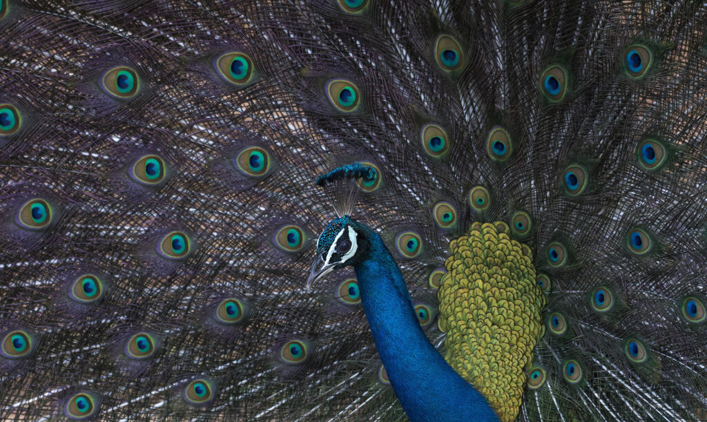 A peacock displaying its beautiful plumage at Udawalawe National Park