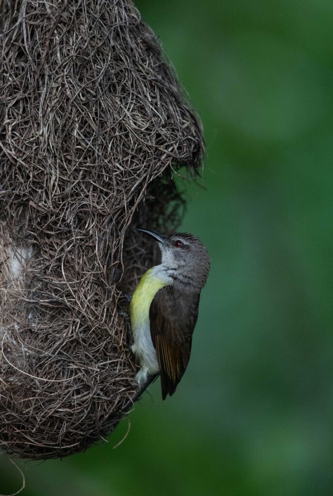 A purple rumped sunbird-female perched on a nest