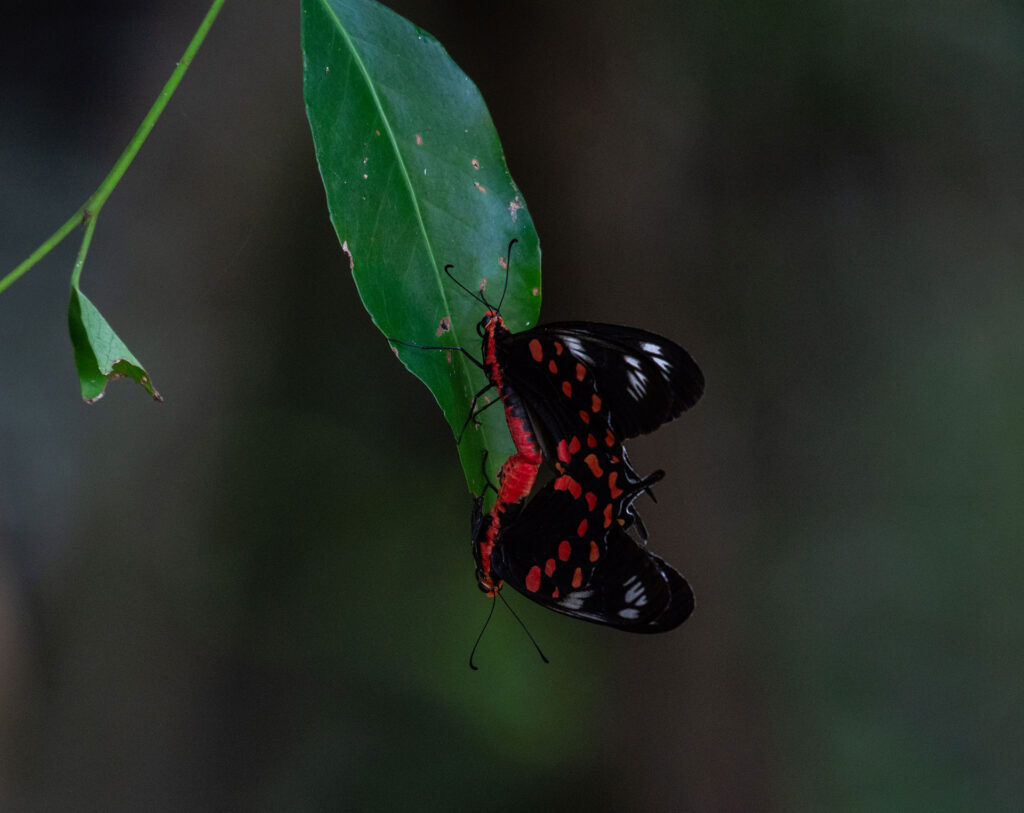 A red and black butterfly perched on a leaf