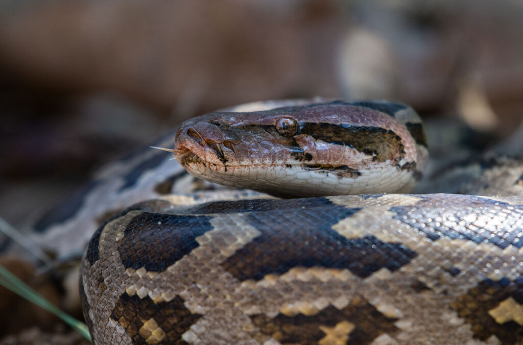 A rock python