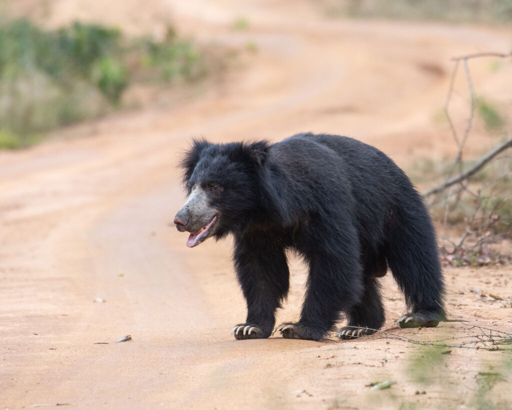 A sloth bear crossing a dusty road