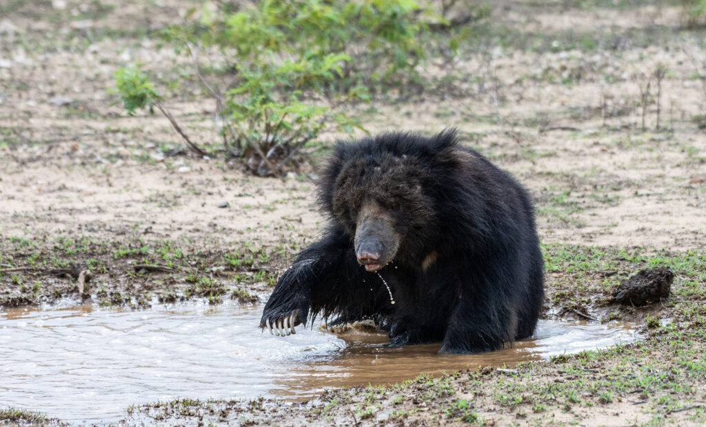A sloth bear in a muddy water
