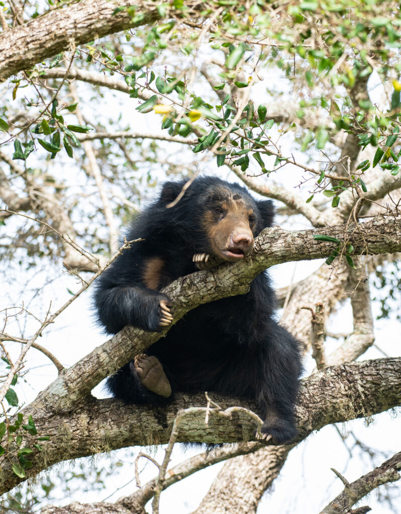 A sloth bear resting on a branch of a tree