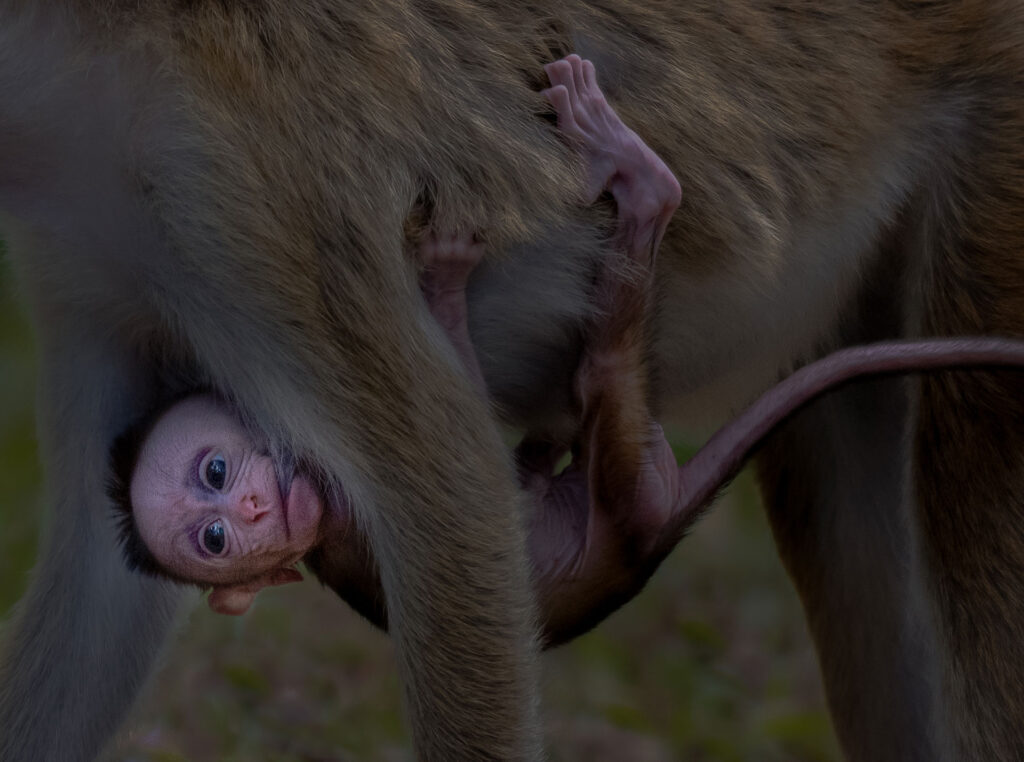 A small monkey hanging on the chest of an elder monkey while its walking