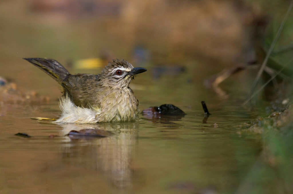 A small white browed bulbul wading on the waters of a lake