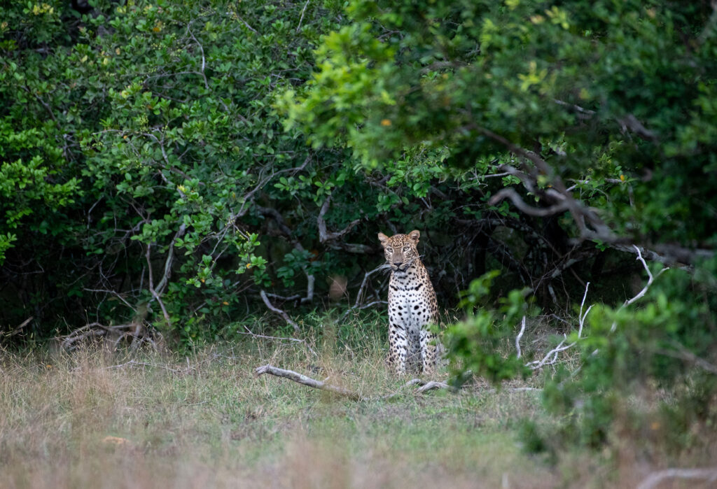 A sri lankan leopard sitting in the wild