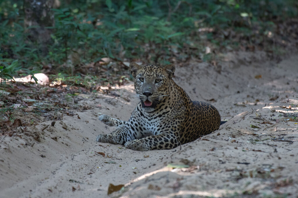 A sri lankan leopard sitting on a dusty road