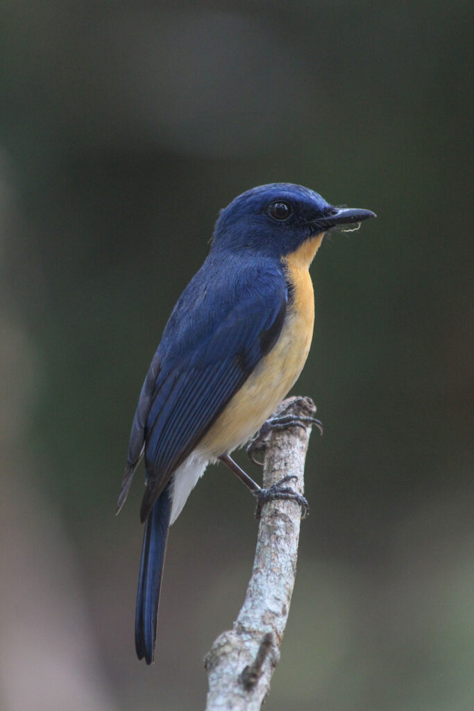A tickell's blue flycatcher perched on a branch of a tree