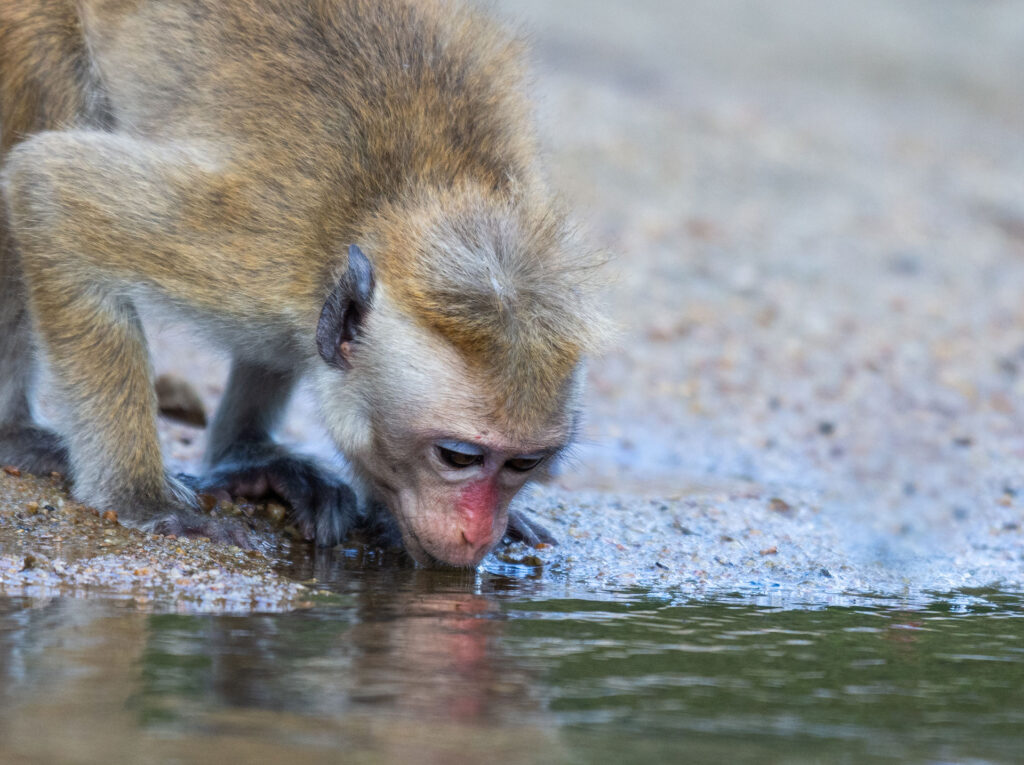 A toque macaque, species of a monkey drinking water from a lake