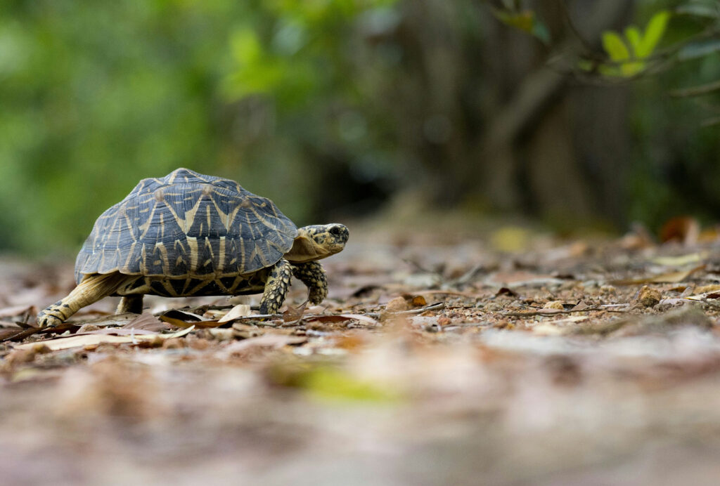 A tortoise walking across a dusty road