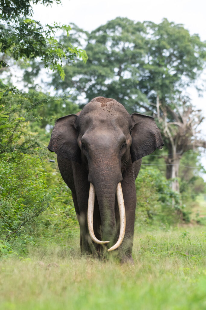 A tusker amidst the verdant surroundings of Udawalawe National Park in Sri Lanka