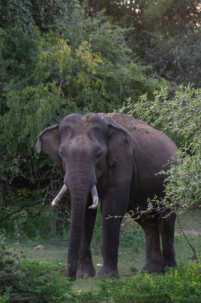 A tusker amidst the verdant surroundings of Yala National Park in Sri Lanka