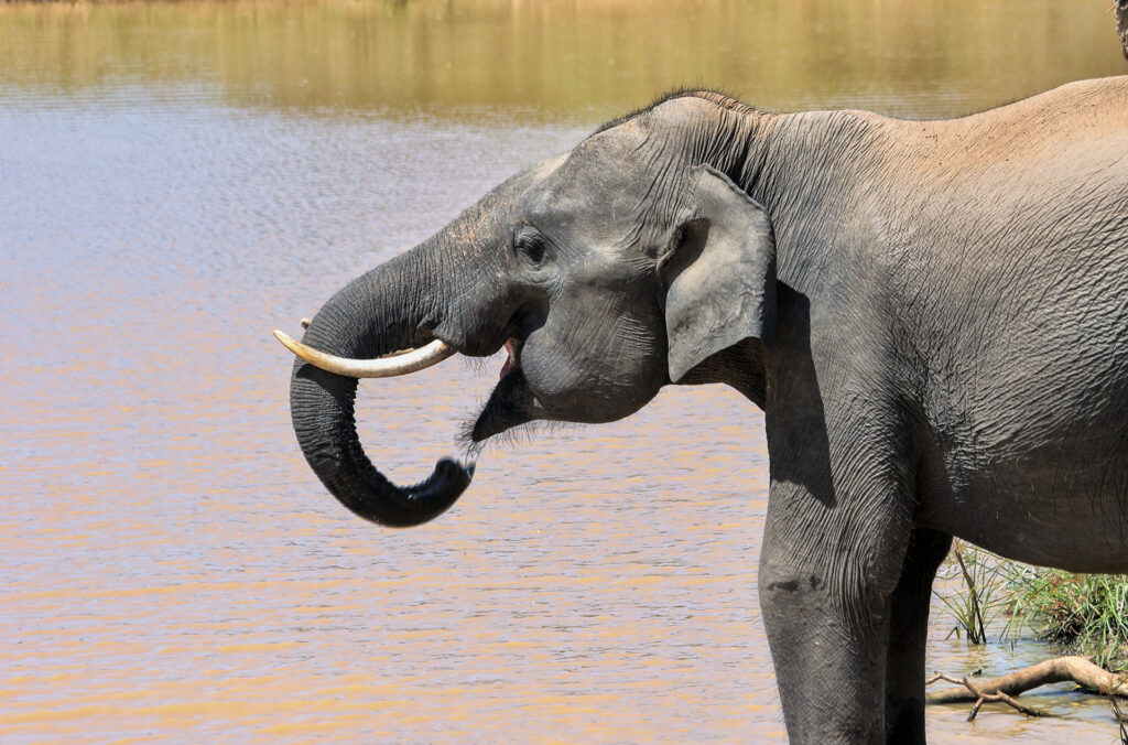 A tusker in a lake