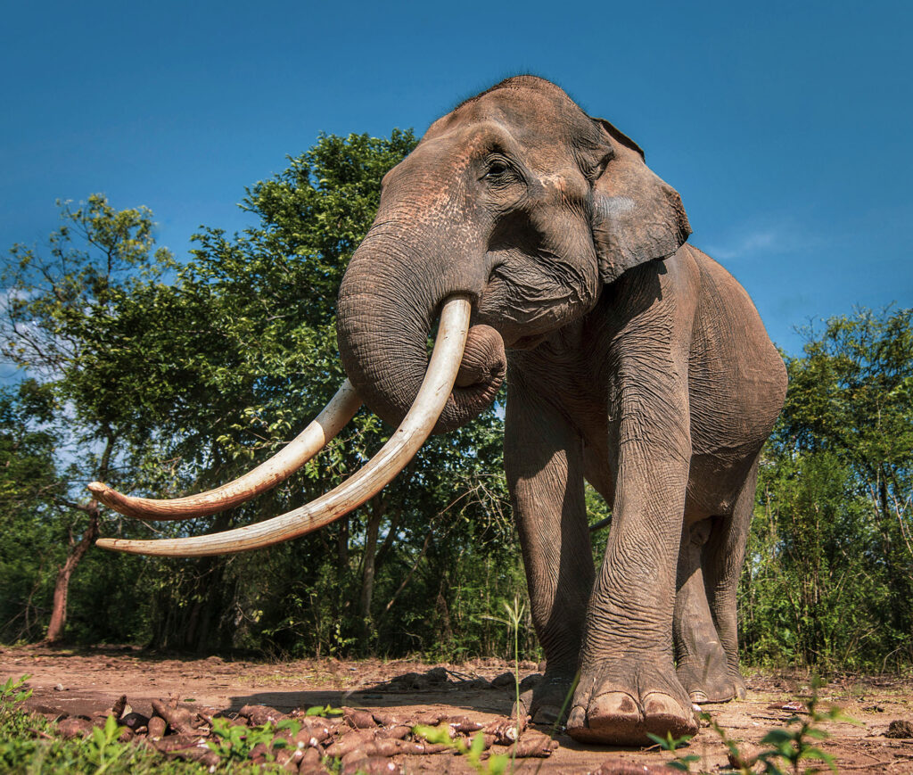 A tusker in the wild