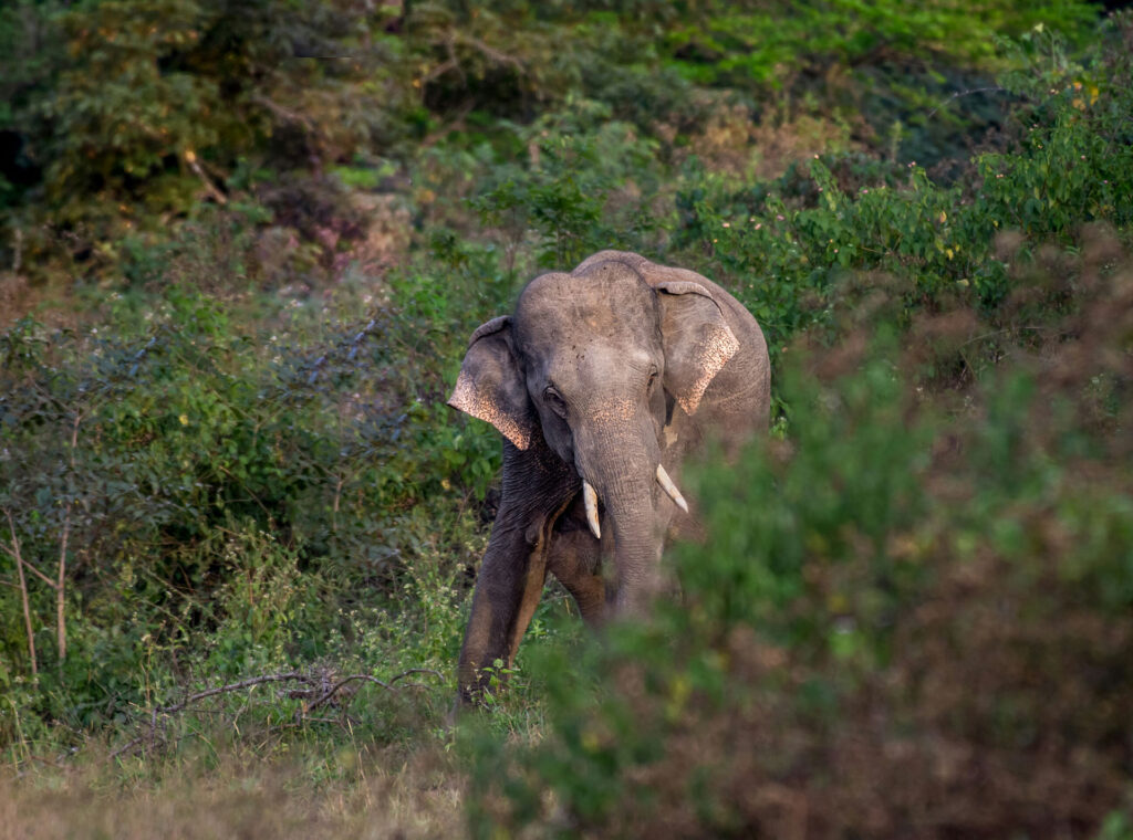 A tusker in the wild